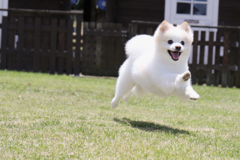 愛犬の健康を考えるなら「ブッチ・ジャパン」の犬用特別トライアルセットを！